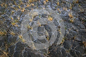 Cracked Desert Ground with Dead Plants