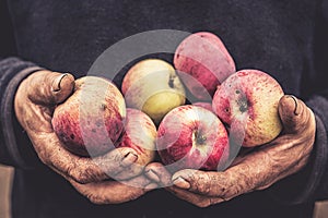 adult man cracked dirty old hands holding apple harvest