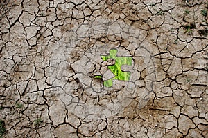 Cracked dry earth as a puzzle