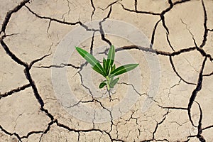 Cracked dry earth and a green lonely plant that breaks through the crack. Ecological and climatic problems