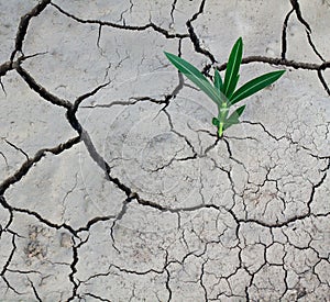 Cracked dry earth and a green plant. Ecological and climatic problems