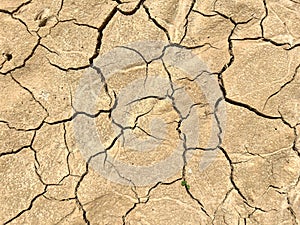 Cracked dry ground with little plant. Global warming. Close up view.