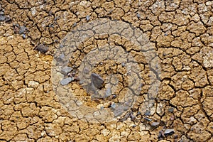 Cracked dry ground texture