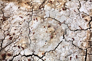 Cracked dry ground texture
