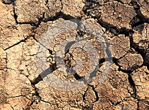 A cracked dry ground texture and background.