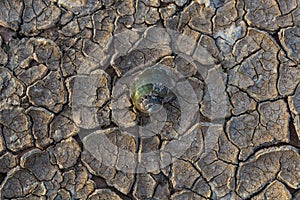 Cracked Dry Land without Water