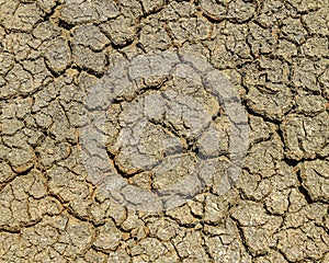 Cracked Dry Parched Earth Pattern