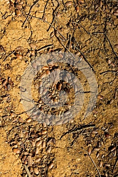 Cracked  dry soil background as texture pattern