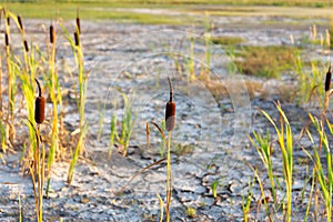 Cracked dry soil in dried out lake with remaining resilient plan