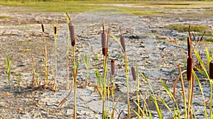 Cracked dry soil in dried out lake with remaining resilient plan