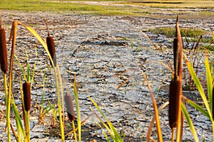 Cracked dry soil in dried out lake with remaining resilient plan