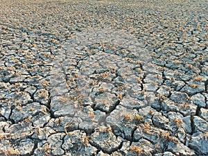 Cracked Dry Soil or Ground in the Agriculture Field with Chopped Paddy Rice Plants or Residues, Fertile Green Plant in the Desert