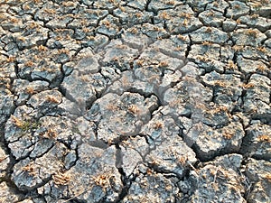 Cracked Dry Soil or Ground in the Agriculture Field with Chopped Paddy Rice Plants or Residues, Fertile Green Plant in the Desert