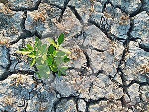 Cracked Dry Soil or Ground in the Agriculture Field with Chopped Paddy Rice Plants or Residues, Fertile Green Plant in the Desert