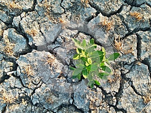 Cracked Dry Soil or Ground in the Agriculture Field with Chopped Paddy Rice Plants or Residues, Fertile Green Plant in the Desert