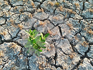 Cracked Dry Soil or Ground in the Agriculture Field with Chopped Paddy Rice Plants or Residues, Fertile Green Plant in the Desert