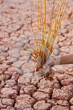 Cracked earth and dead trees in boy hands