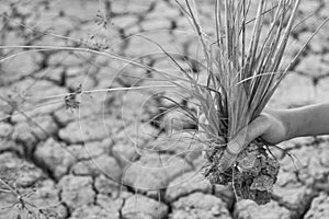 Cracked earth and dead trees in boy hands