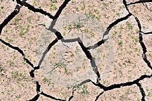 Cracked earth due to drought and climate change photo