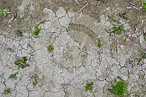 Cracked earth with grass sprouts