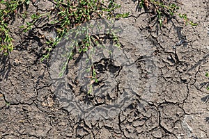 Cracked Earth and green grass. Dried Ground