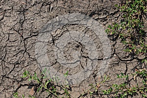 Cracked Earth and green grass. Dried Ground