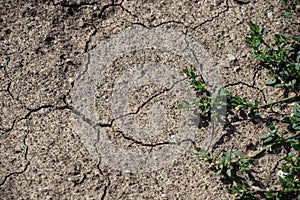 Cracked Earth and green grass. Dried Ground Texture