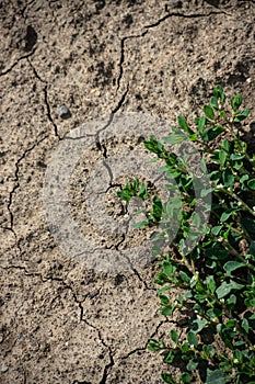 Cracked Earth and green grass. Dried Ground Texture