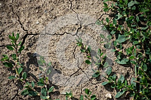 Cracked Earth and green grass. Dried Ground Texture