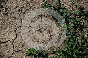 Cracked Earth and green grass. Dried Ground Texture