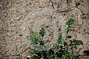 Cracked Earth and green grass. Dried Ground Texture