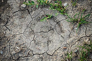 Cracked Earth and green grass. Dried Ground Texture