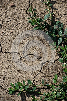 Cracked Earth and green grass. Dried Ground Texture