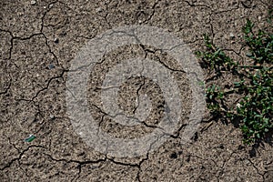 Cracked Earth and green grass. Dried Ground Texture