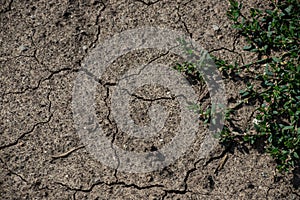 Cracked Earth and green grass. Dried Ground Texture