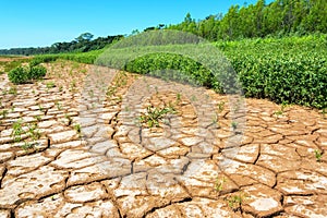 Incrinato La terra un esuberante foglie 