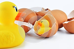 Cracked egg open with yellow plastic duck on white background