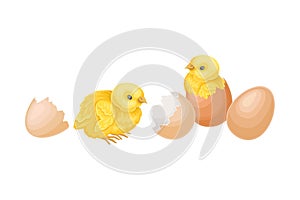 Cracked Eggshell with Yellow Chicks as Hatching Process Vector Illustration