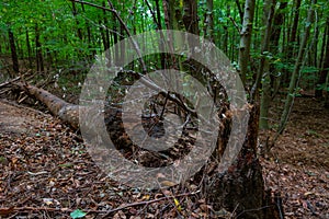 Cracked and fallen dead tree in the forest. Biodiversity concept