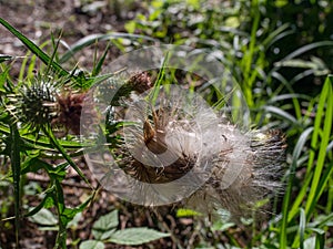 Cracked flower of thistle