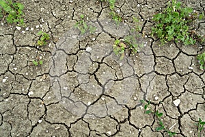 Cracked gray dry earth and green plants