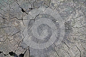 Cracked grey surface of old slump of black poplar