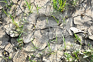 Cracked ground due to heat