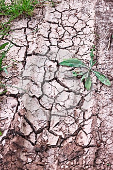 Cracked ground, path, soil with dry grass. Ecology concept. Cracked earth texture background with grasses.