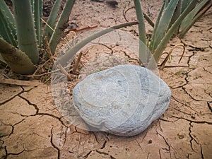 Cracked ground and stone on aloe background. Natural aloe vera growing in dry field.