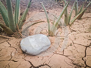 Cracked ground and stone on aloe background. Natural aloe vera growing in dry field