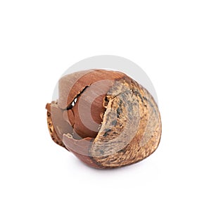 Cracked hazelnut isolated