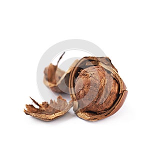 Cracked hazelnut isolated