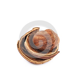 Cracked hazelnut isolated