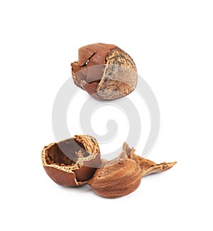Cracked hazelnut isolated